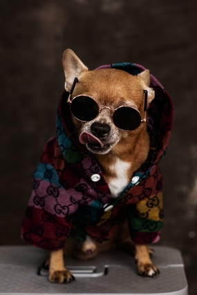 超萌戴墨镜狗狗图片